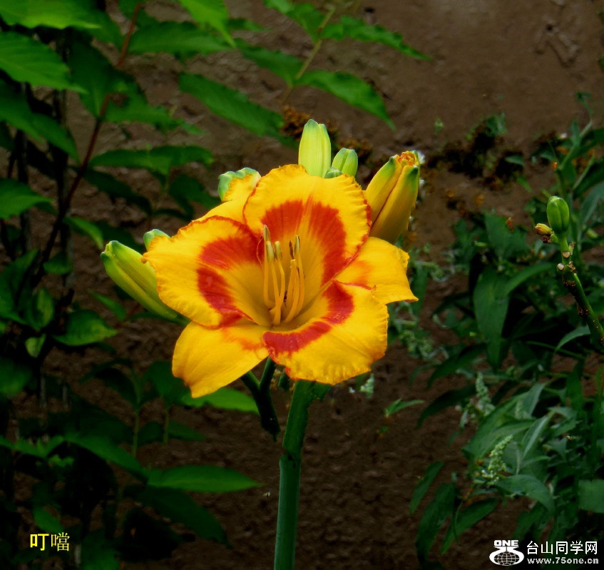 IMG_0615b_1.jpg