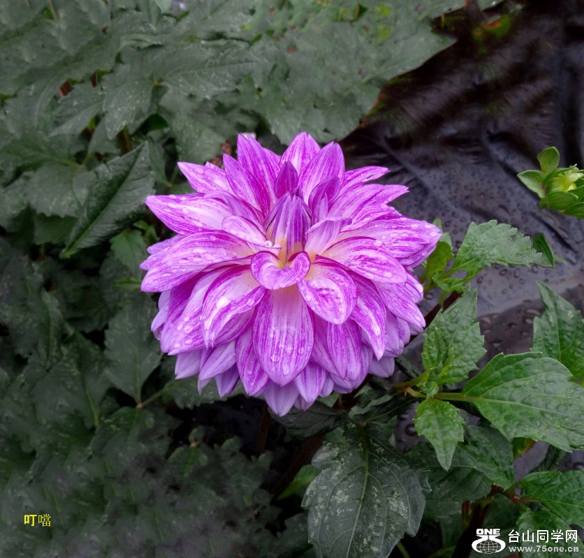 DSC00804_2.JPG