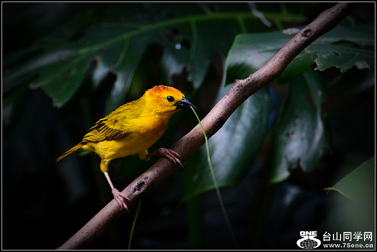 DSC_7784.JPG