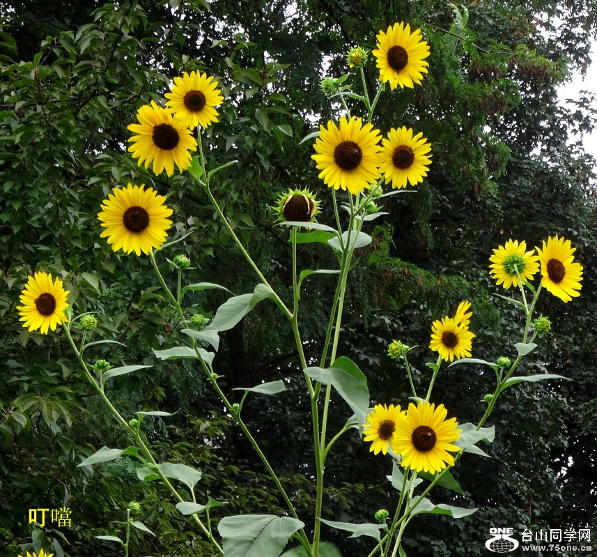 DSC03948b_1.jpg