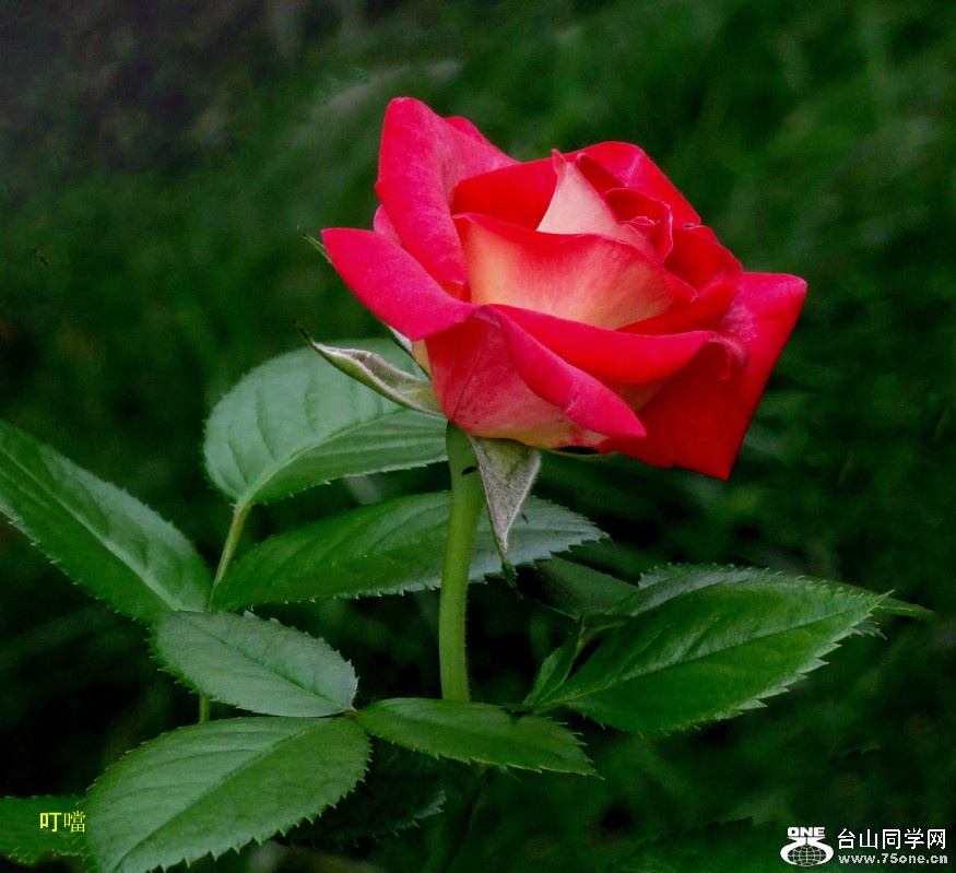 DSC00826a_2.jpg
