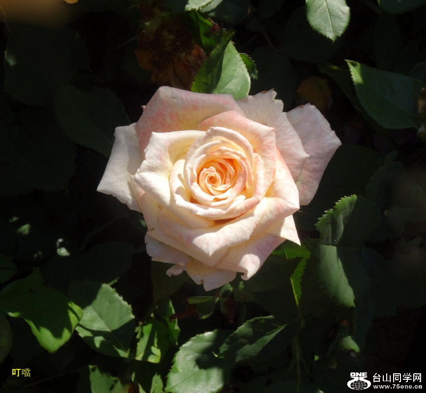DSC04547b_1.jpg