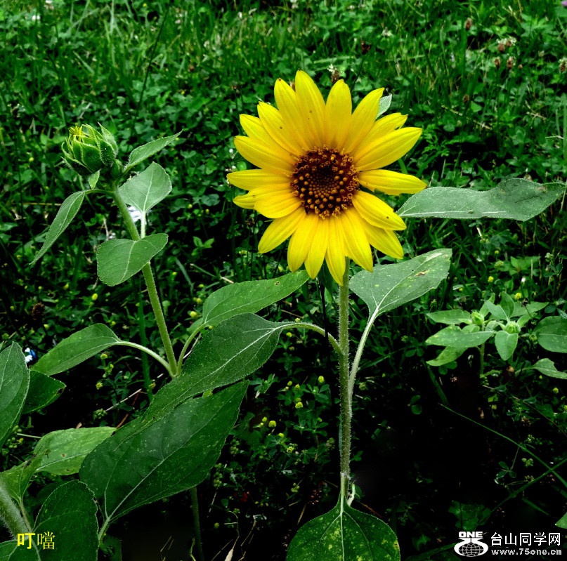 DSC03666a_1.jpg