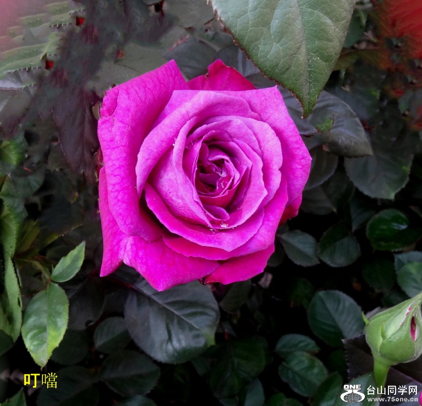 DSC03657c_1.jpg