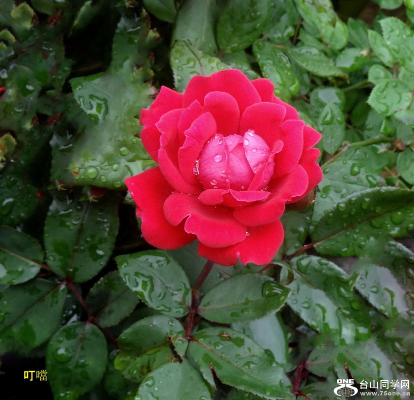 DSC04464b_1.jpg