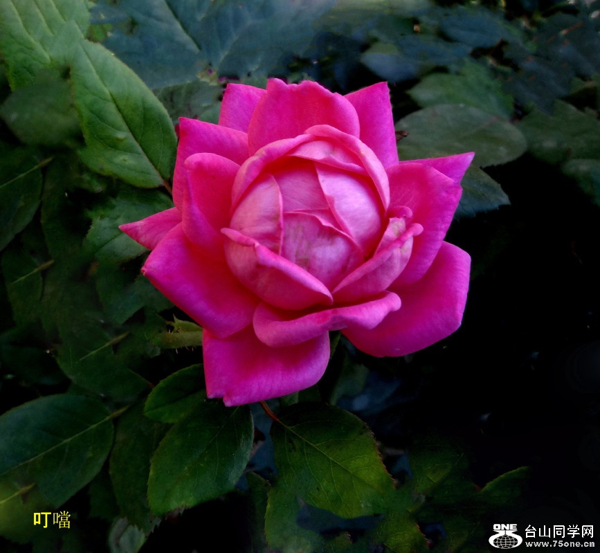 DSC00501a_1.jpg