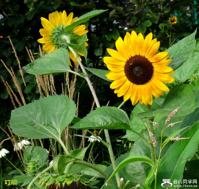 DSC04371a_1.jpg
