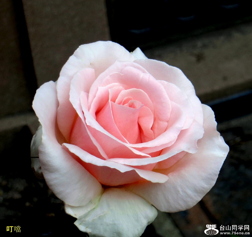 IMG_3389x_1.jpg