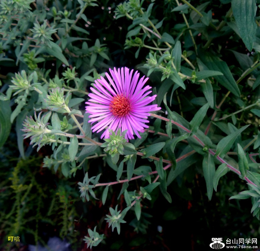 DSC06933c_1.jpg