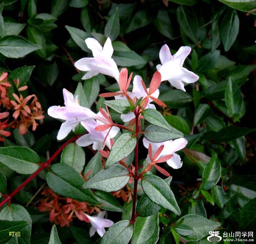 DSC07880b_1.jpg