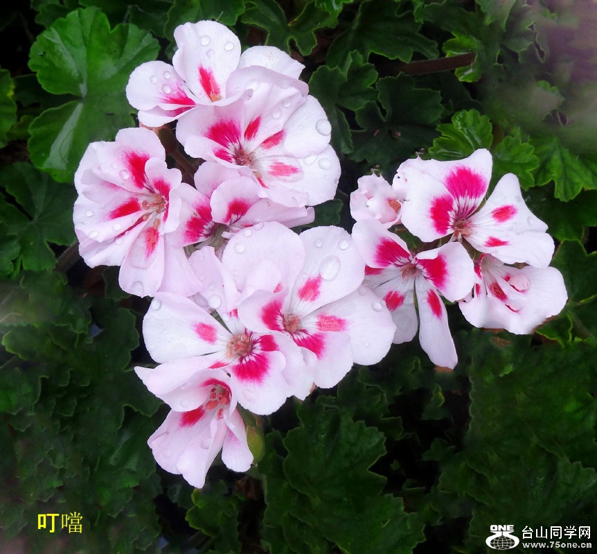 DSC06376e_1.jpg