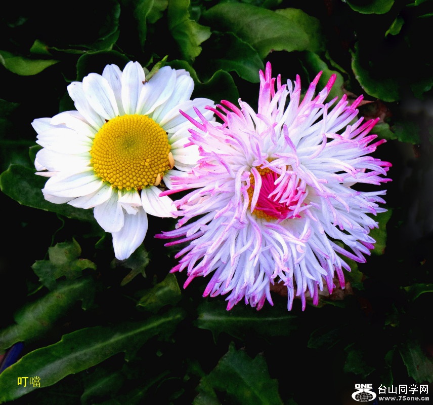 DSC00683a_1.jpg