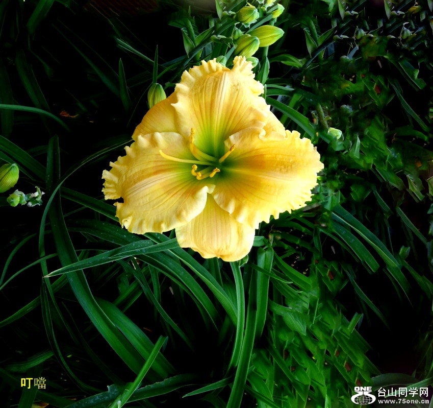 DSC00583c_1.jpg