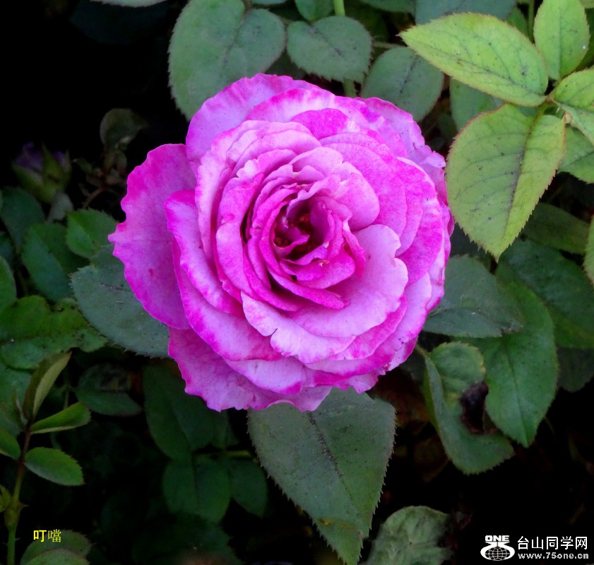 DSC06109c_1.jpg