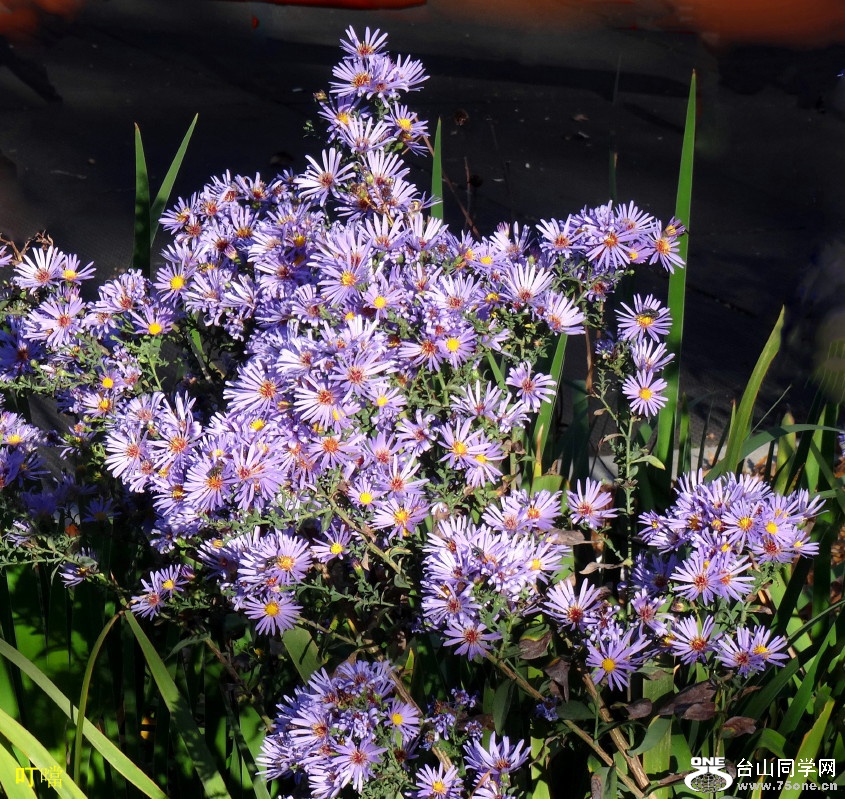 DSC00082b_1.jpg