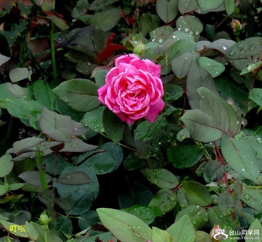 DSC02487e_1.jpg