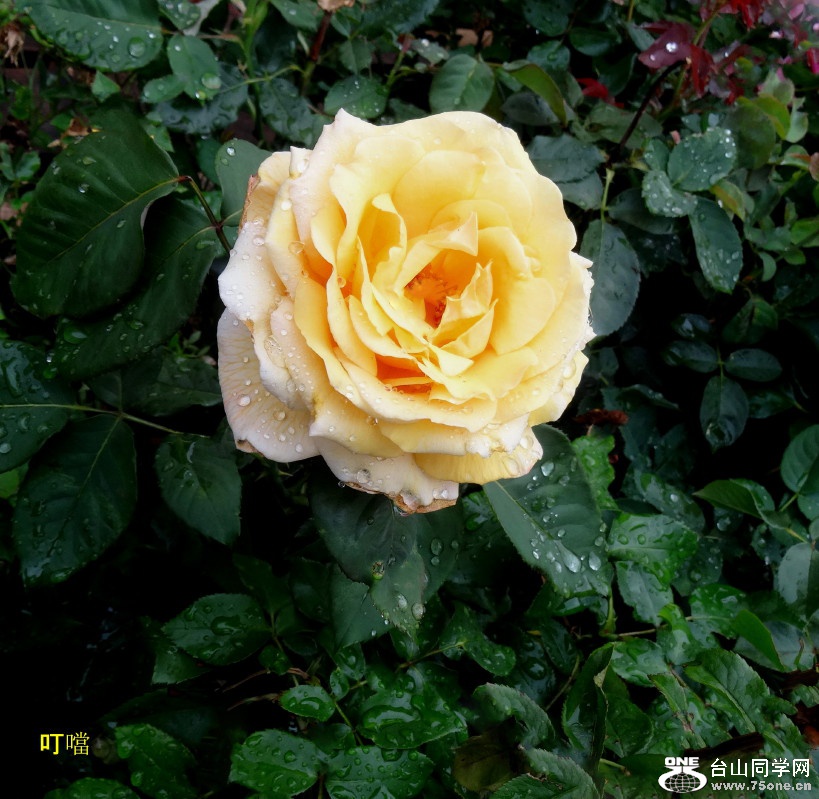 DSC04458_1.JPG
