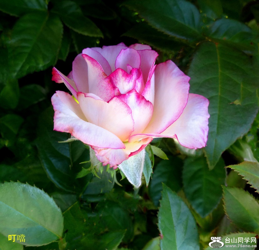 DSC00593a_1.jpg