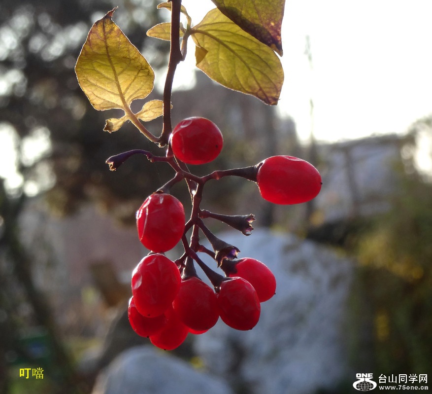 DSC00438b_1.jpg