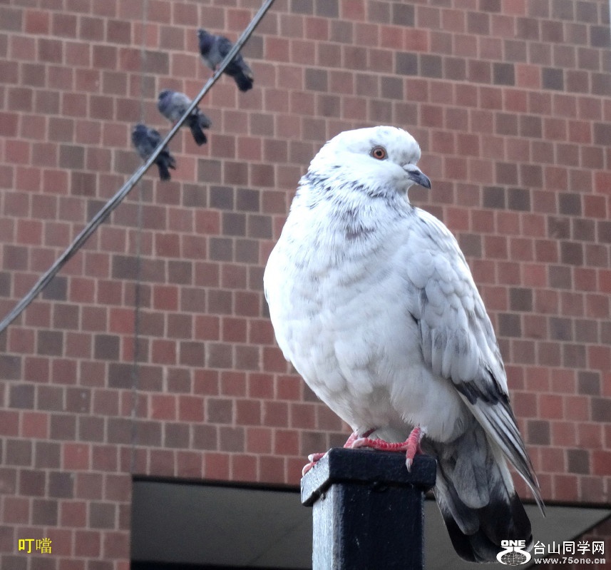 DSC07066b_1.jpg