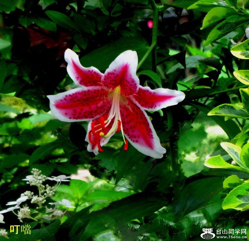 DSC02804b_1.jpg
