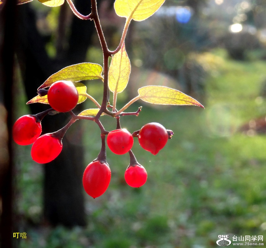 DSC00439c_1.jpg