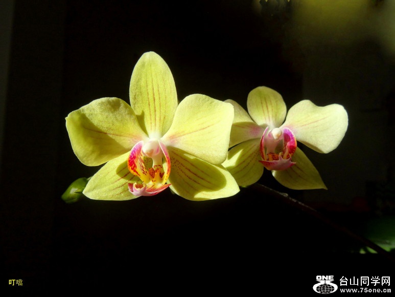 DSC01686b_1.jpg