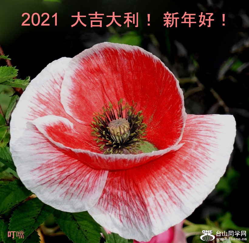 DSC04056v1_1.jpg