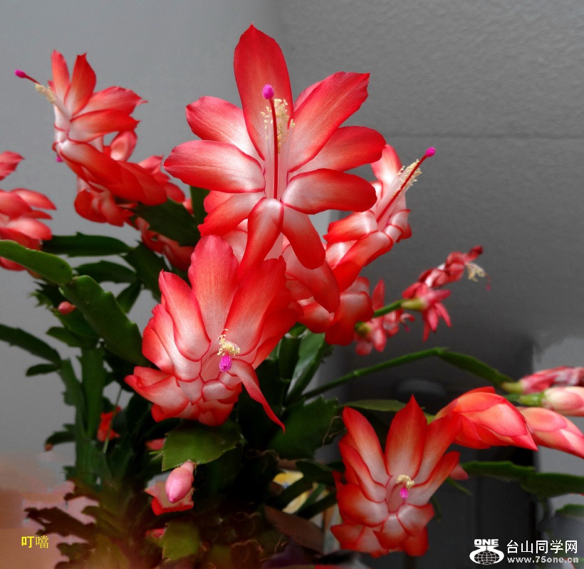 DSC01618c_1.jpg