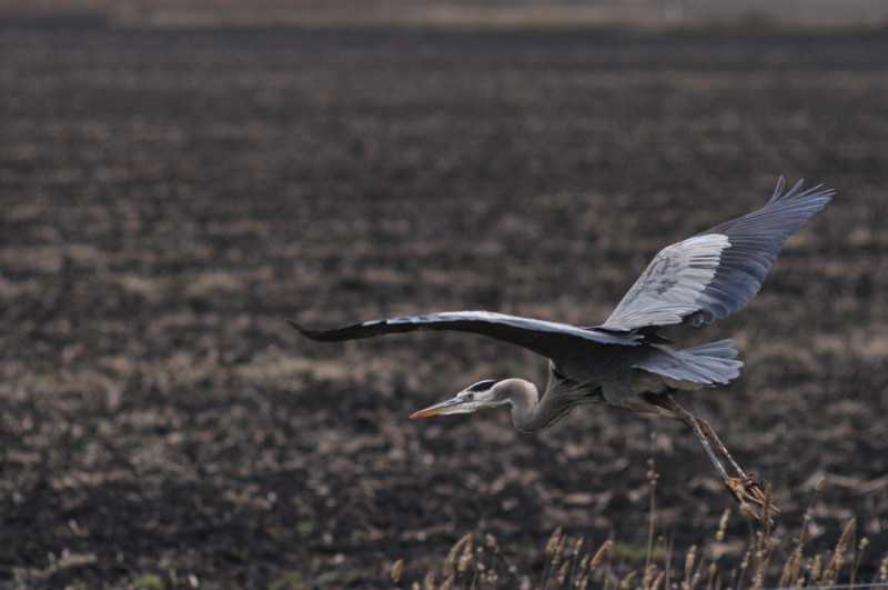 Evening hunting_347.JPG