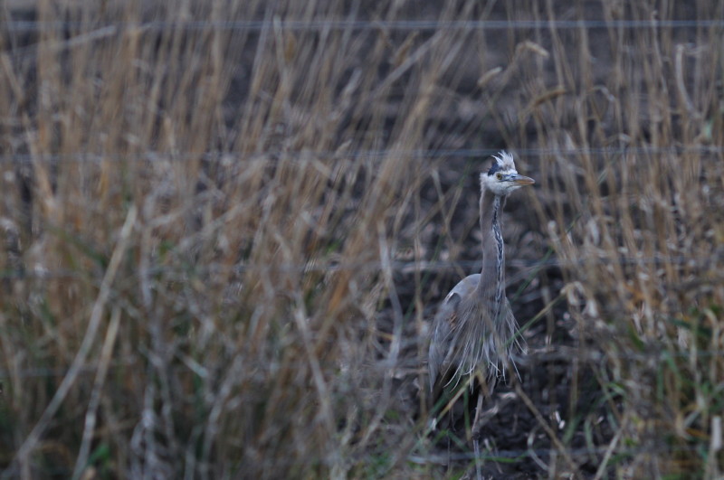 Evening hunting_356.JPG