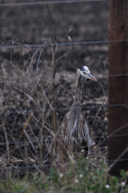 Evening hunting_360.JPG