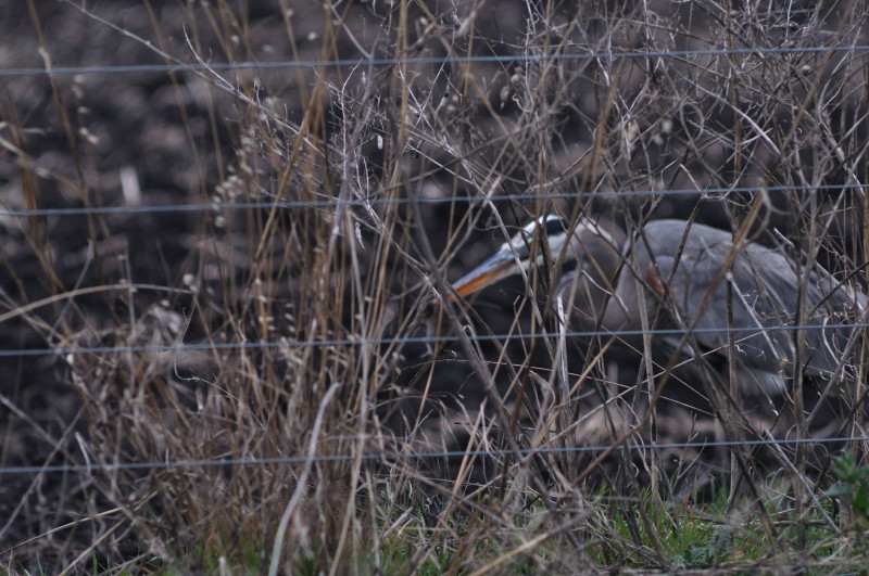 Evening hunting_366.JPG