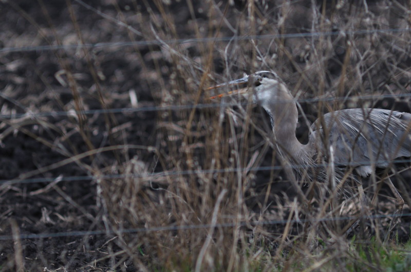 Evening hunting_371.JPG