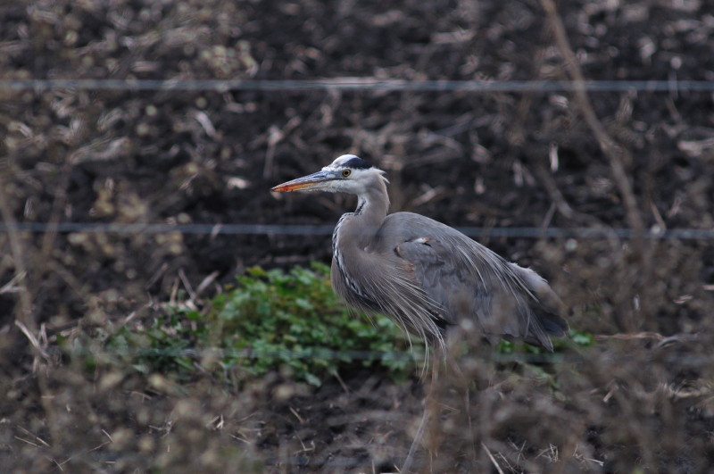 Evening hunting_389.JPG