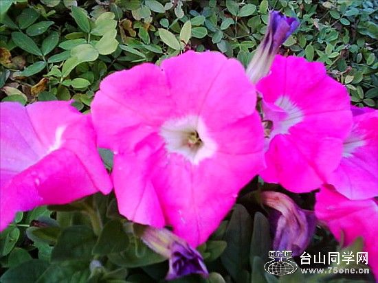 IMG0160A.jpg