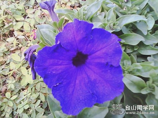 IMG0158A.jpg
