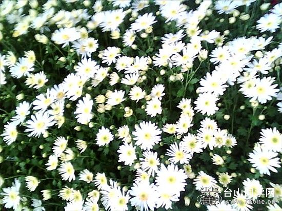 IMG0152A.jpg