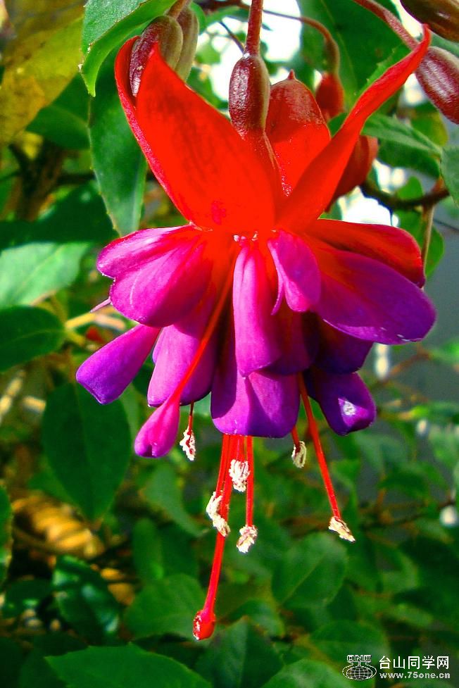 flower  aaaaaaaaaa.JPG